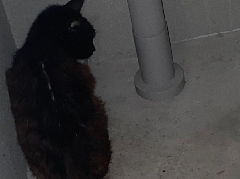 目撃された猫 目撃された猫