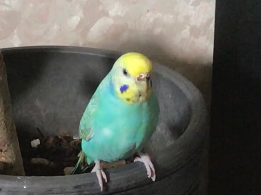 ソラちゃん ソラちゃん