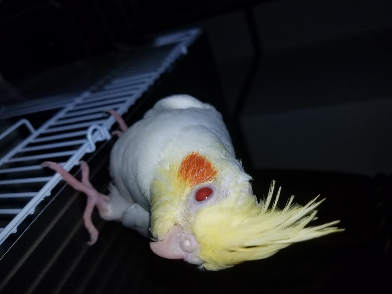 ぴかちゃん ぴかちゃん