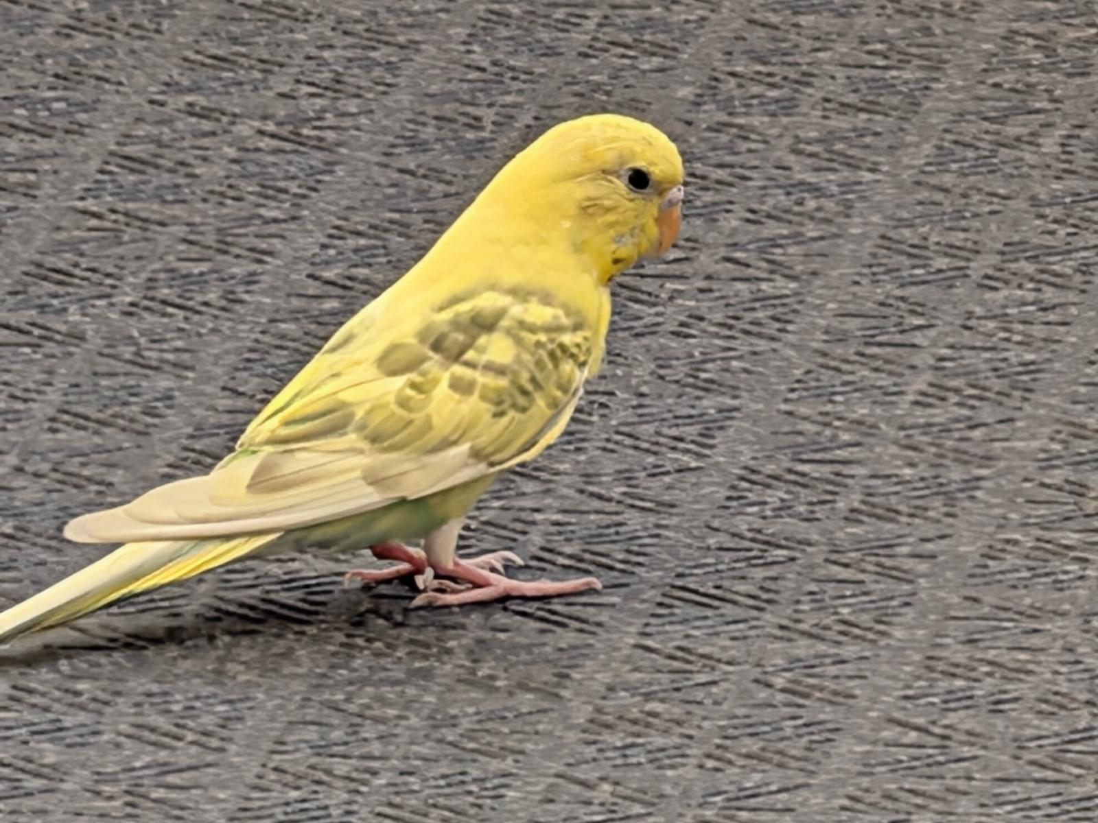 目撃された鳥 目撃された鳥