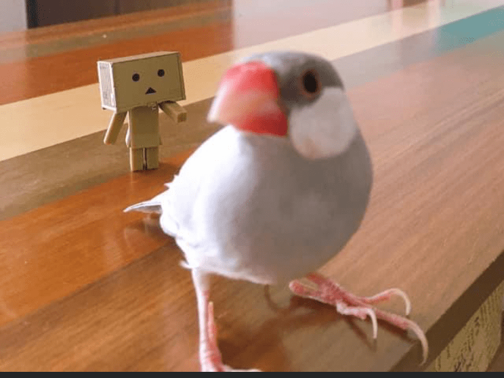 ティムorムーちゃん ティムorムーちゃん