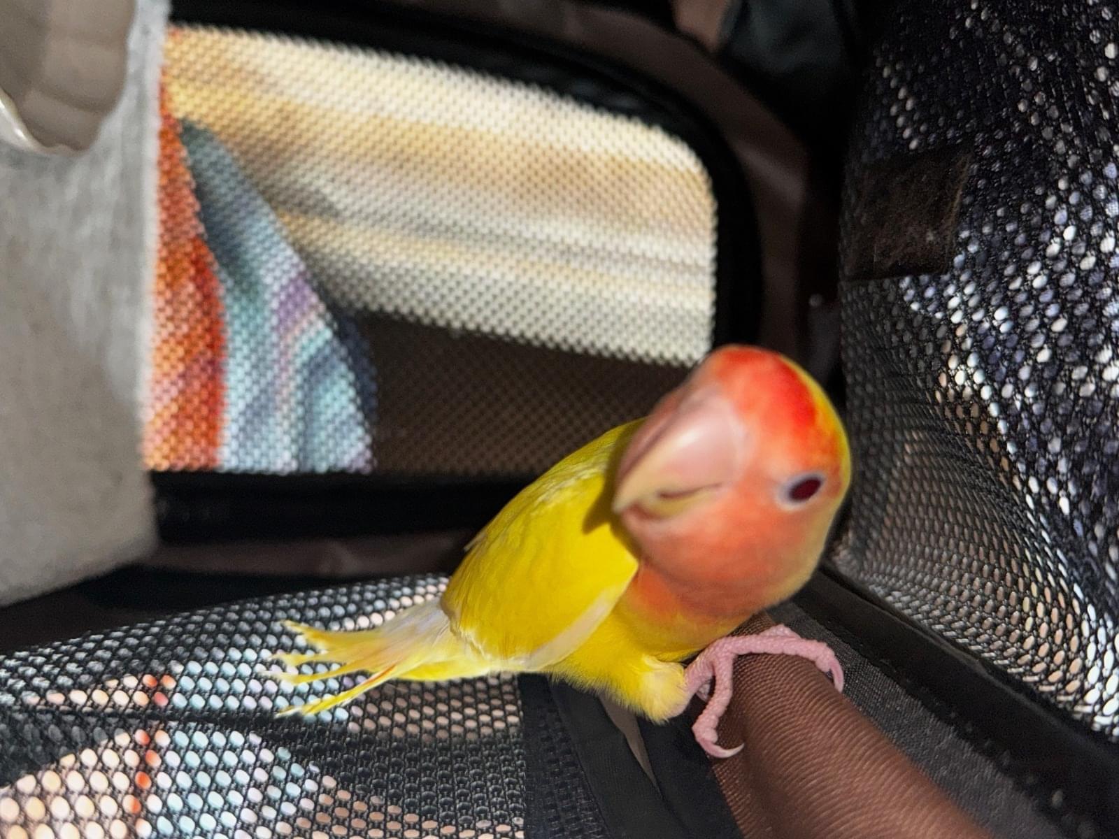 保護された鳥 保護された鳥