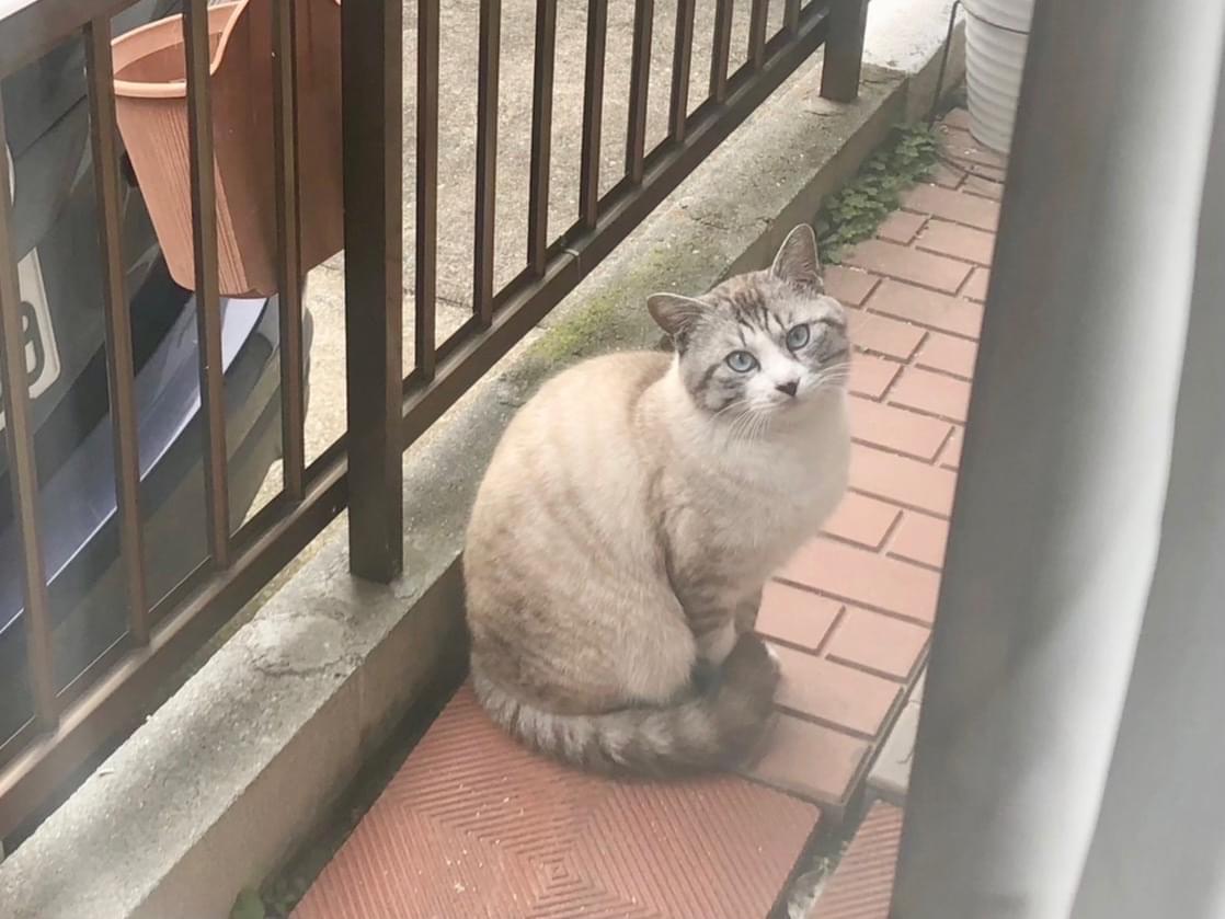 目撃された猫 目撃された猫
