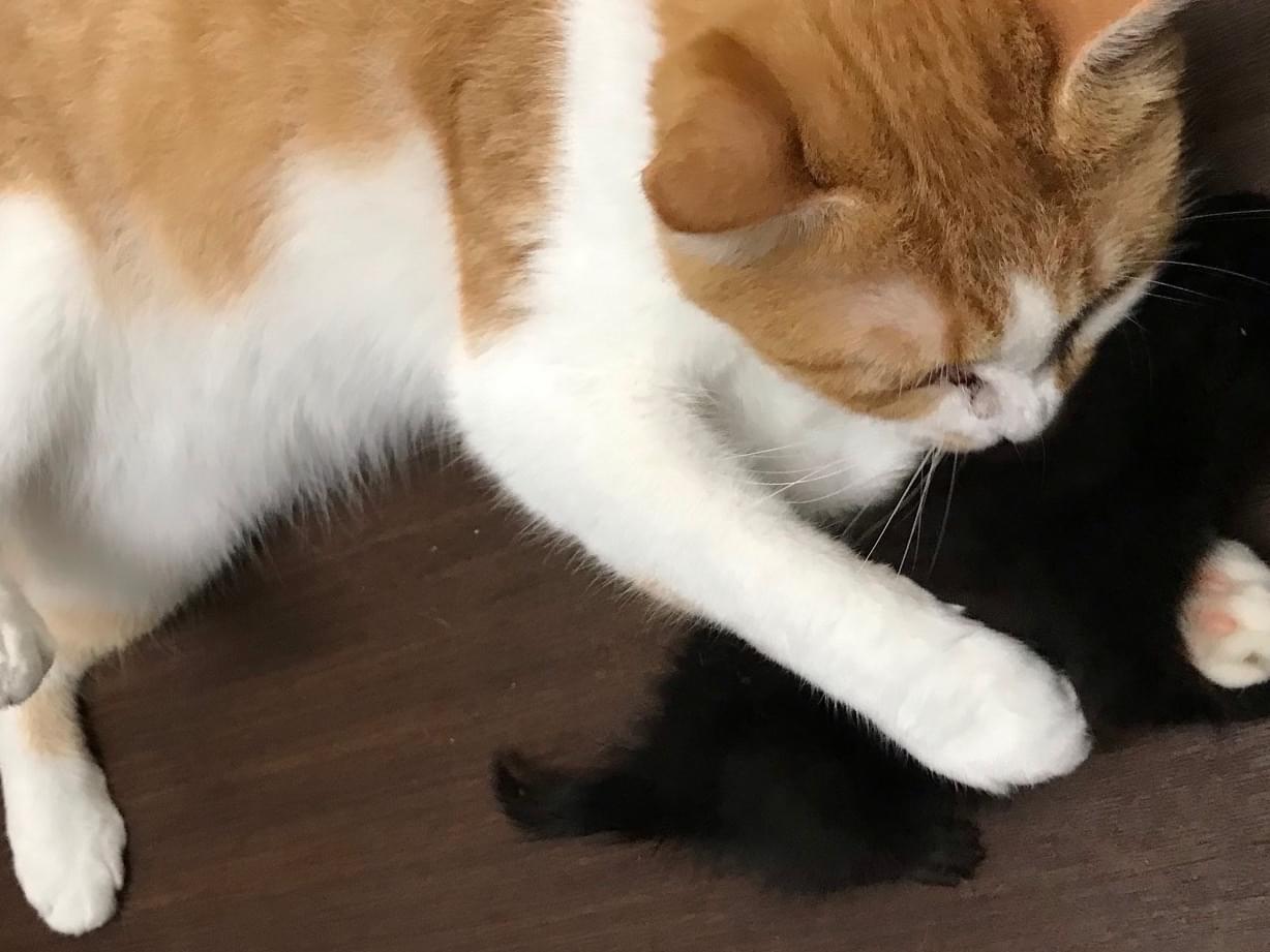 はにちゃん はにちゃん