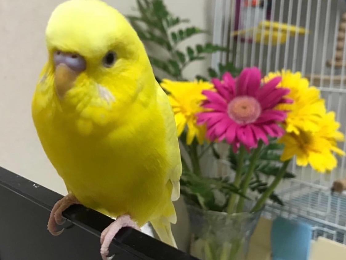 ぴのこちゃん ぴのこちゃん