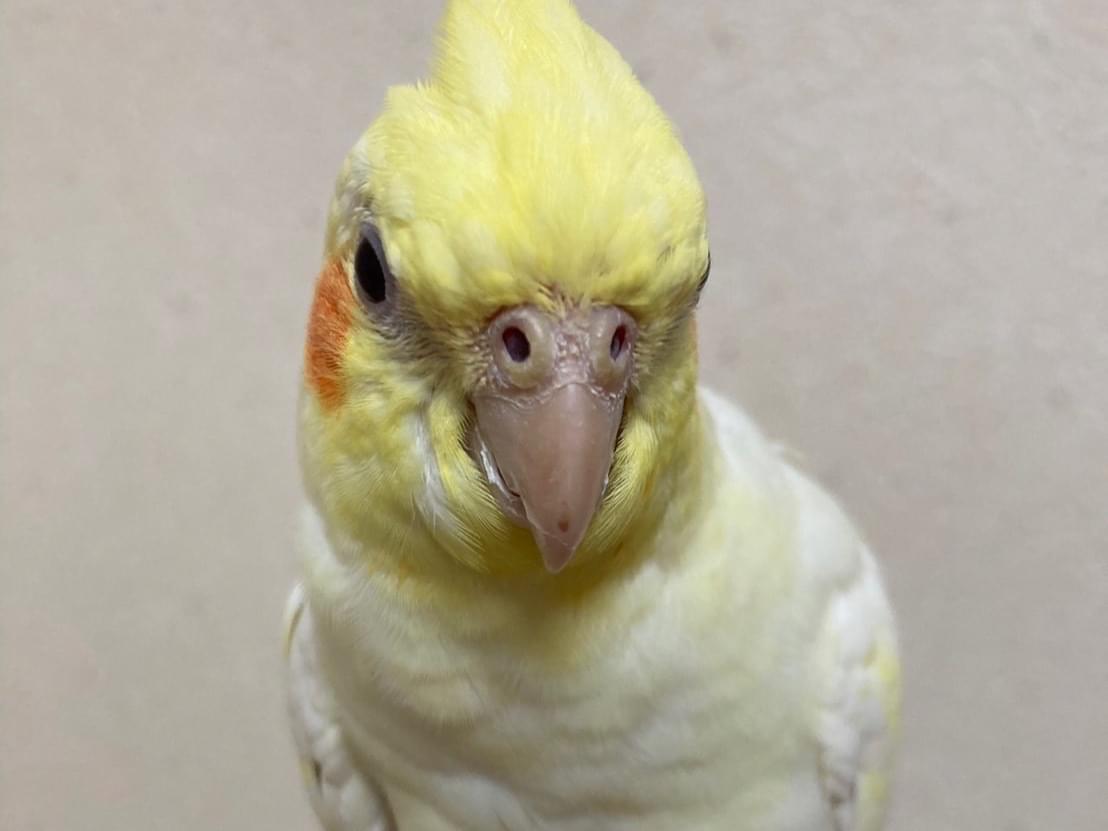 テンちゃん テンちゃん