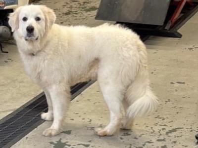 目撃された犬 目撃された犬