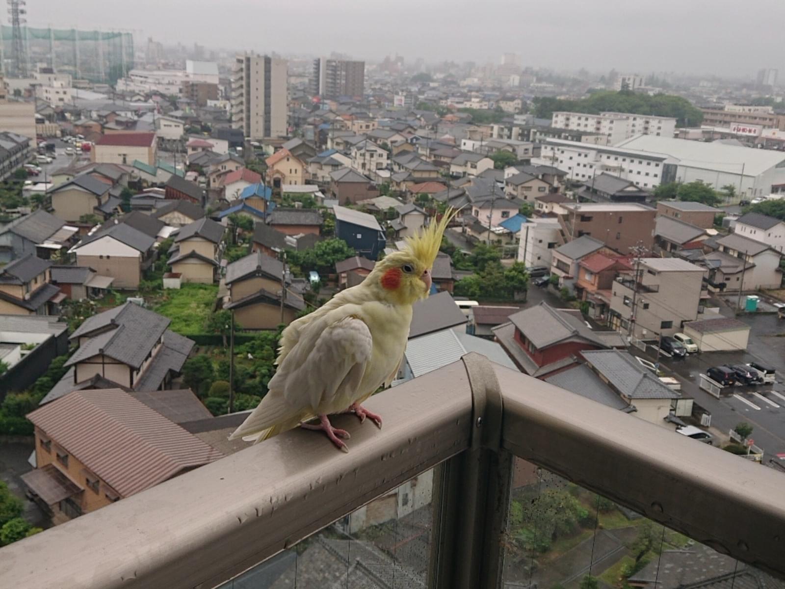 目撃された鳥 目撃された鳥