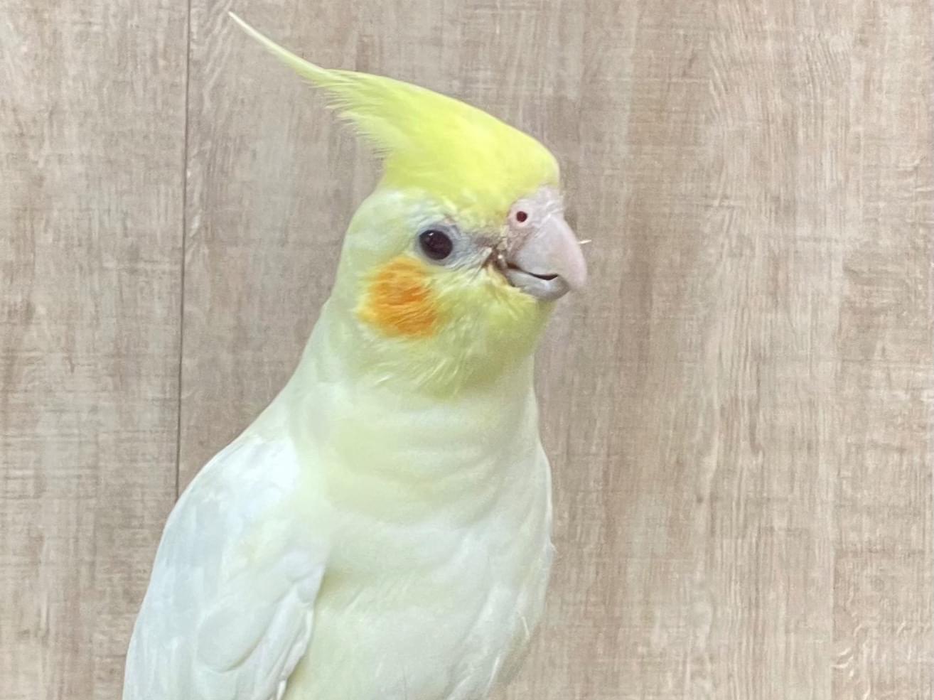 おーちゃん おーちゃん