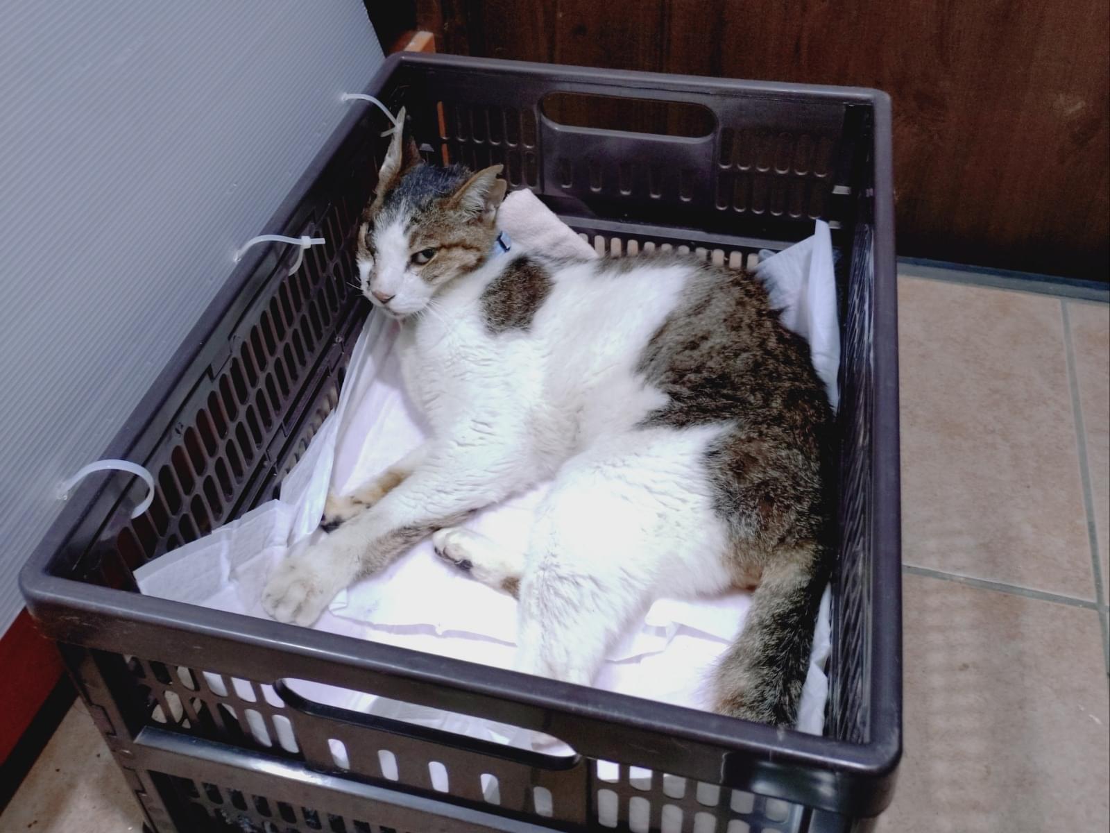 保護された猫 保護された猫