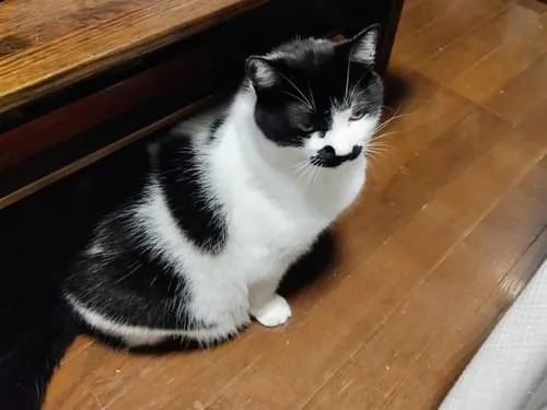 白黒のオス猫を探しています
