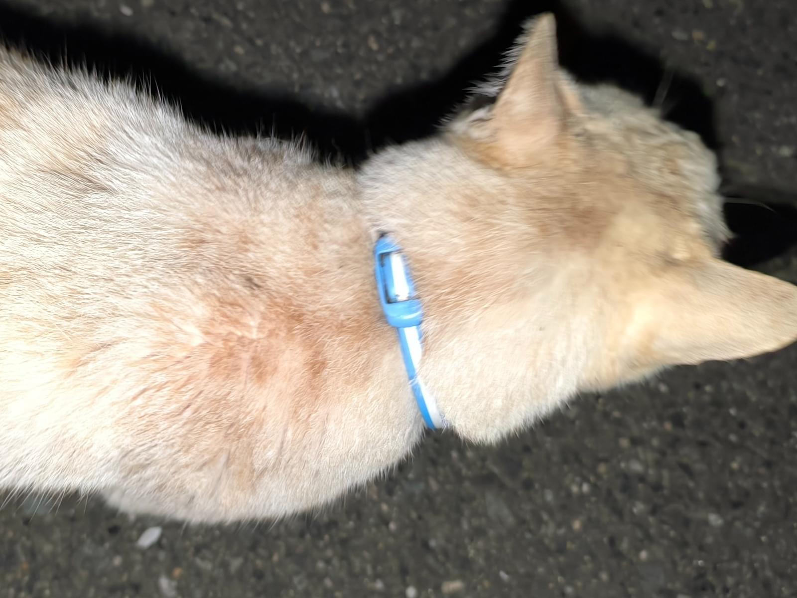 目撃された猫