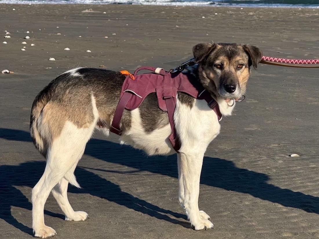 レアちゃん レアちゃん