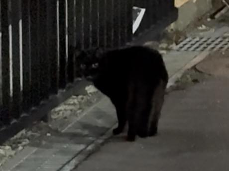 目撃された猫 目撃された猫