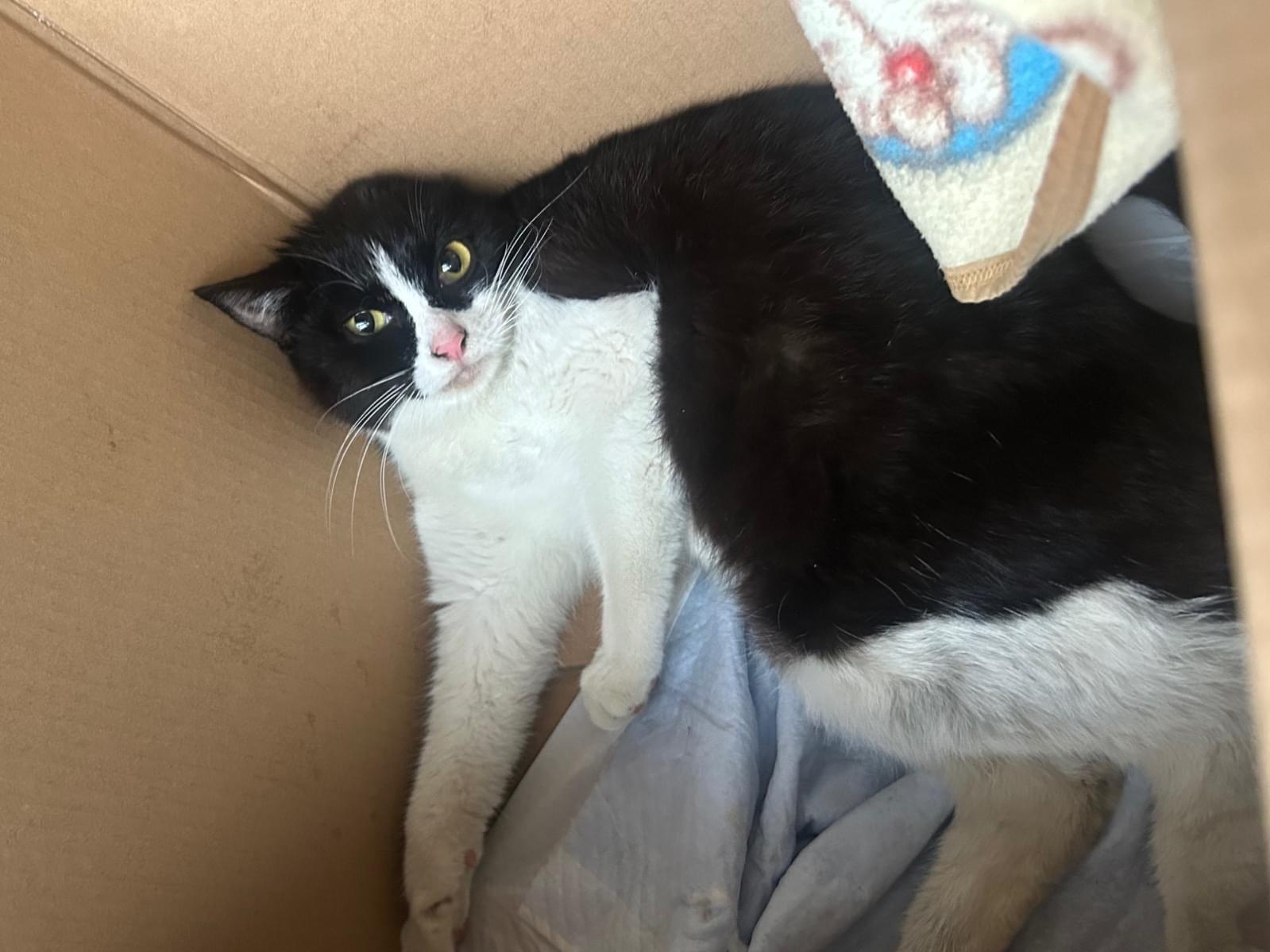 保護された猫 保護された猫