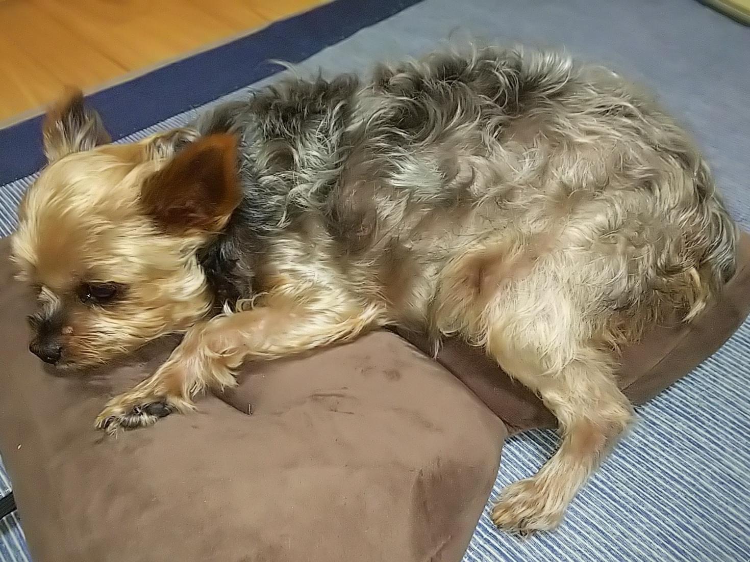 リンちゃん リンちゃん