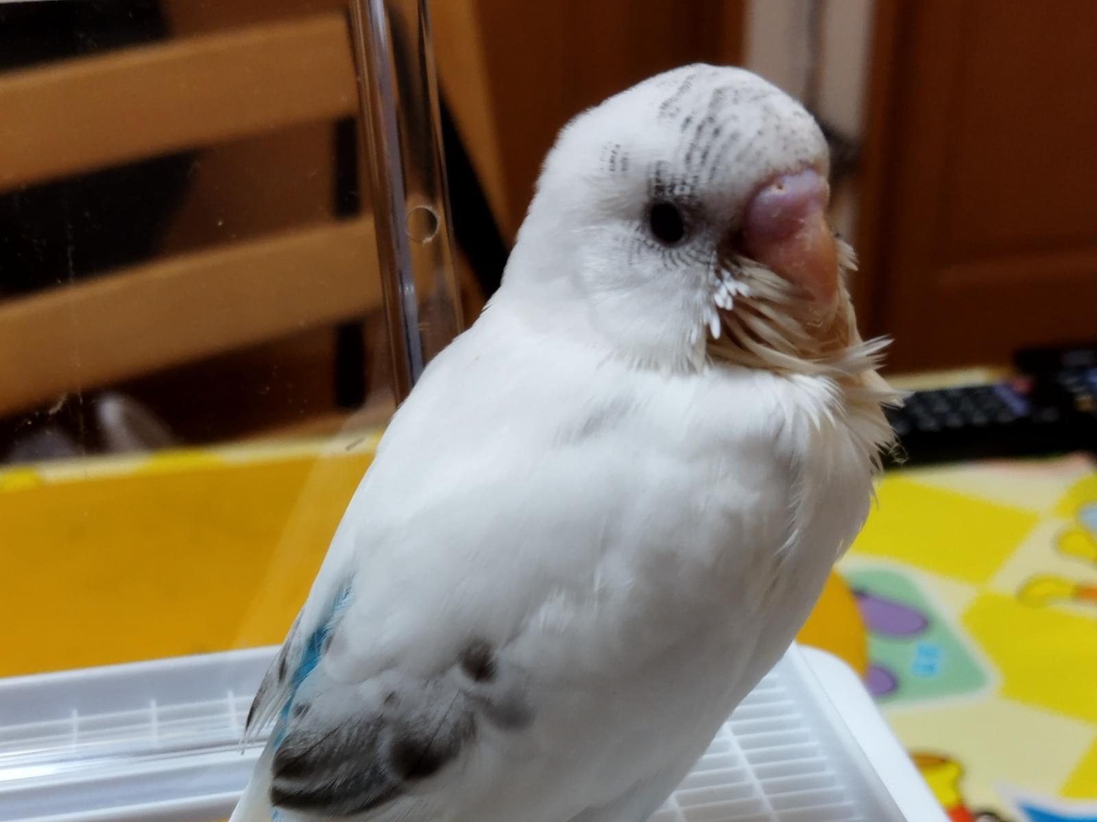 ぴすちゃん ぴすちゃん