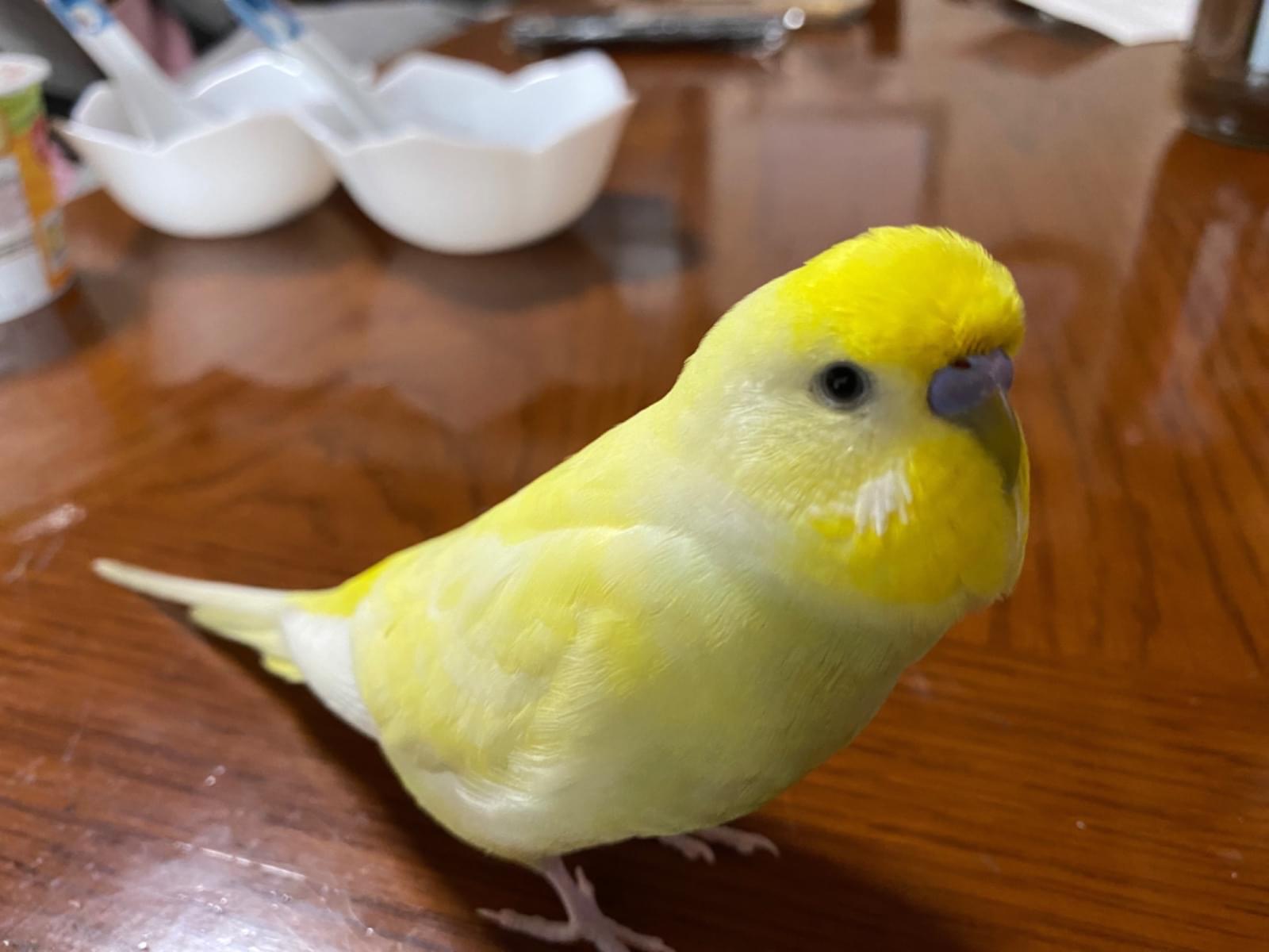 せんちゃん せんちゃん