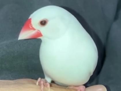 もちちゃん もちちゃん