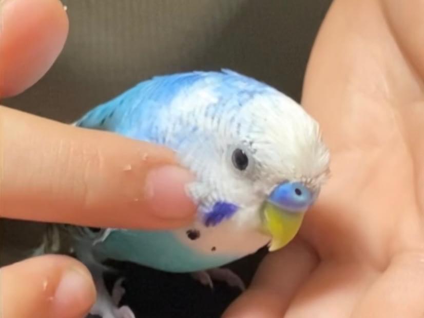 セイちゃん セイちゃん