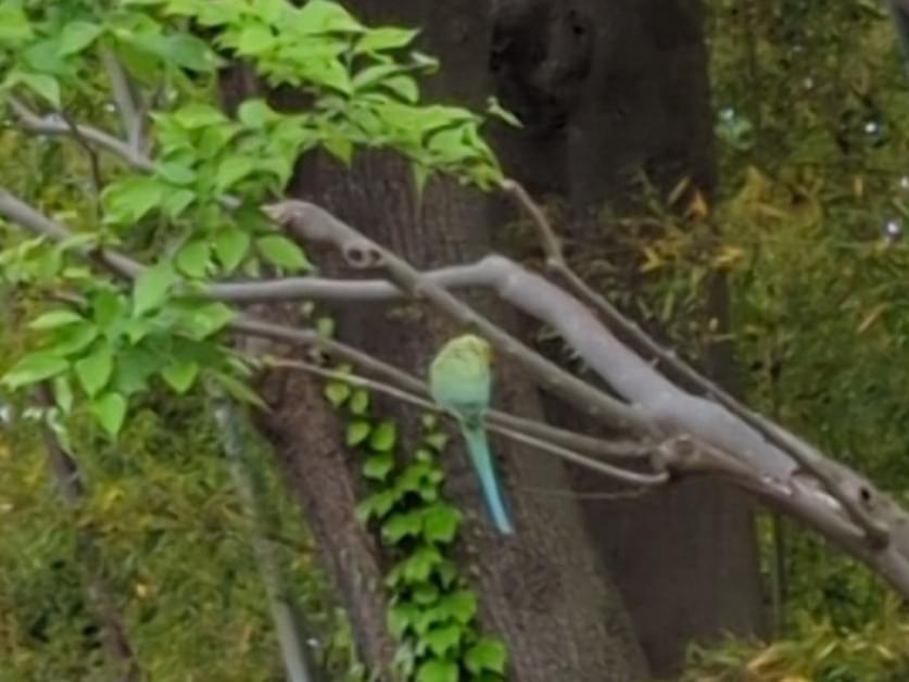 目撃された鳥 目撃された鳥
