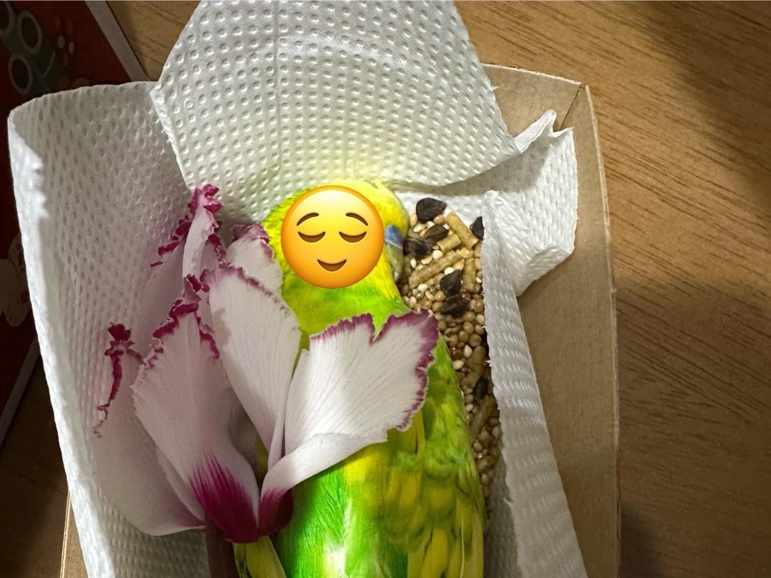 目撃された鳥 目撃された鳥