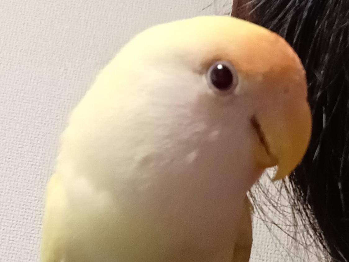 ちいちゃん ちいちゃん