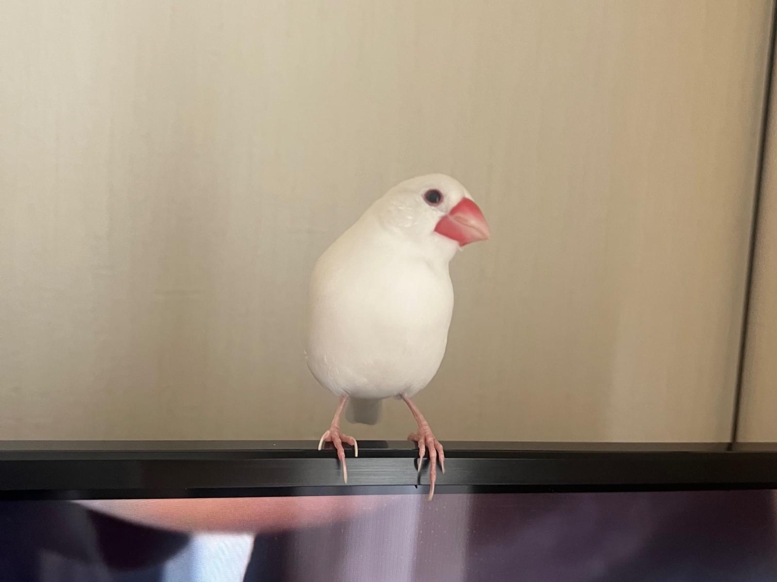 ゆきちゃん ゆきちゃん