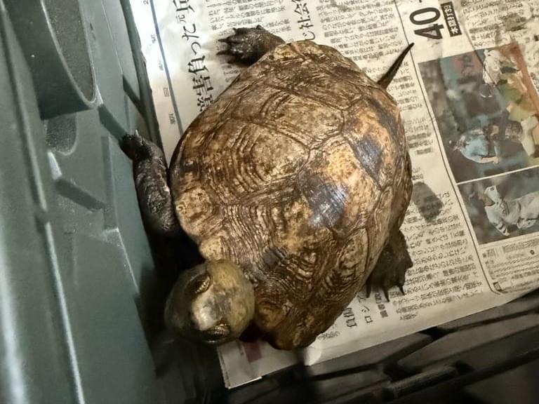 保護されたペット 保護されたペット