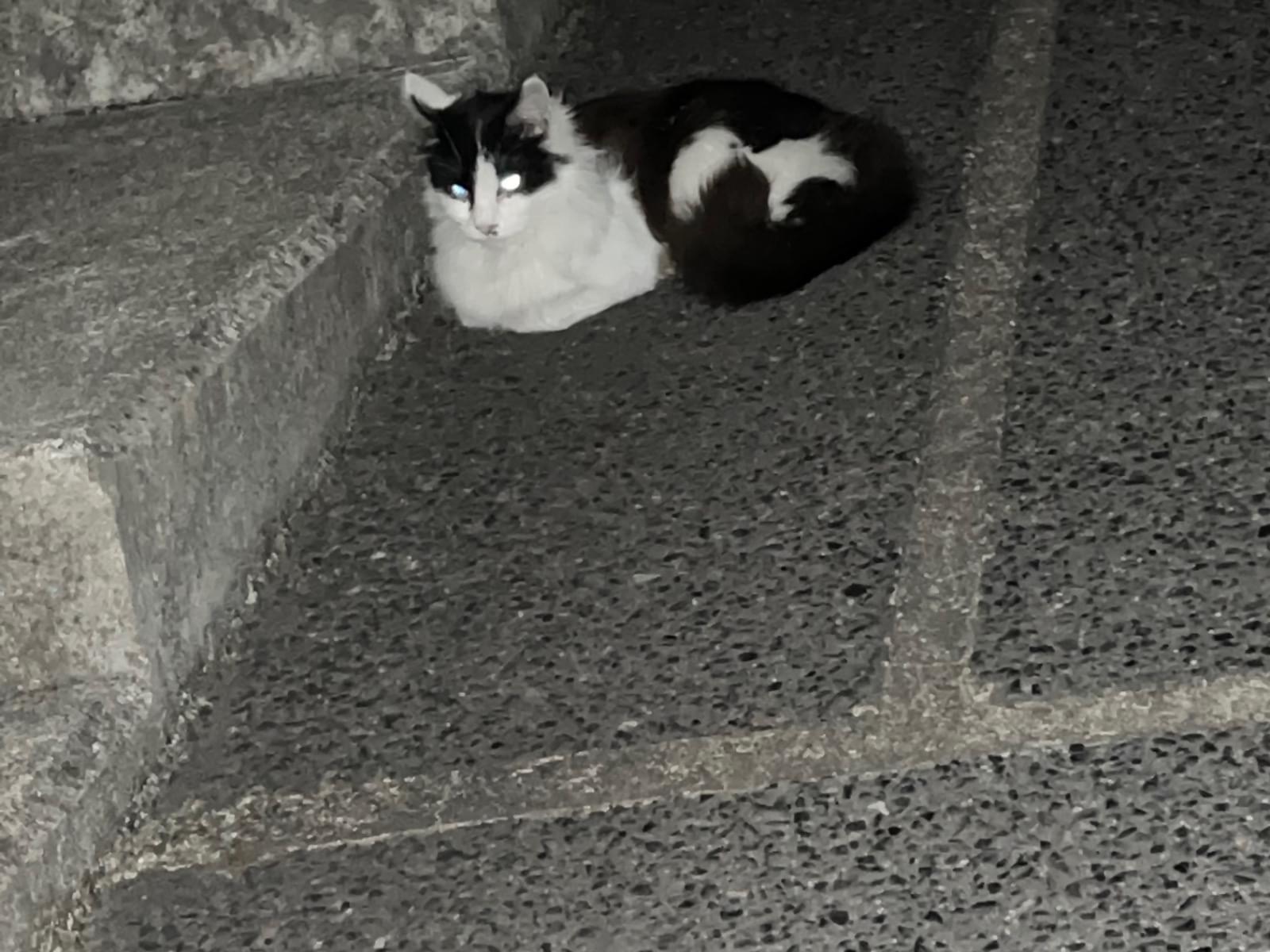 目撃された猫 目撃された猫