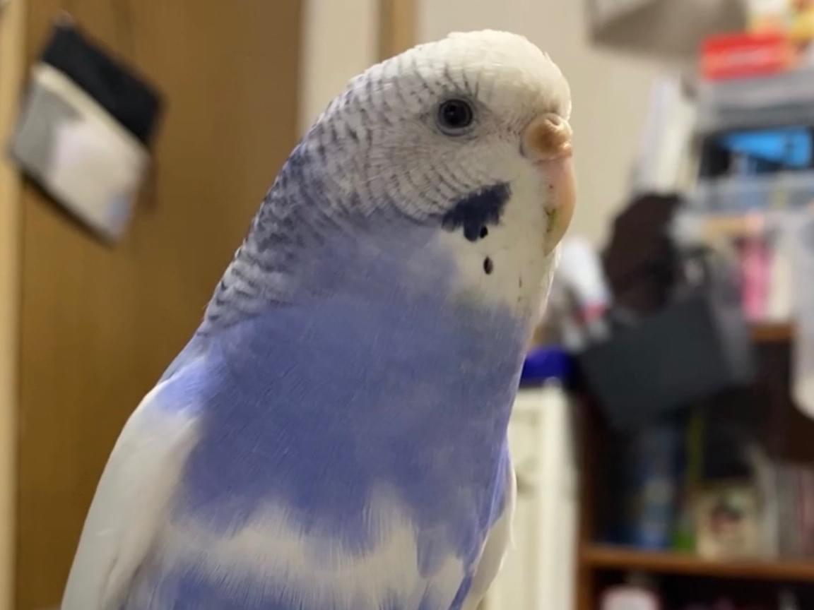 さくらちゃん さくらちゃん