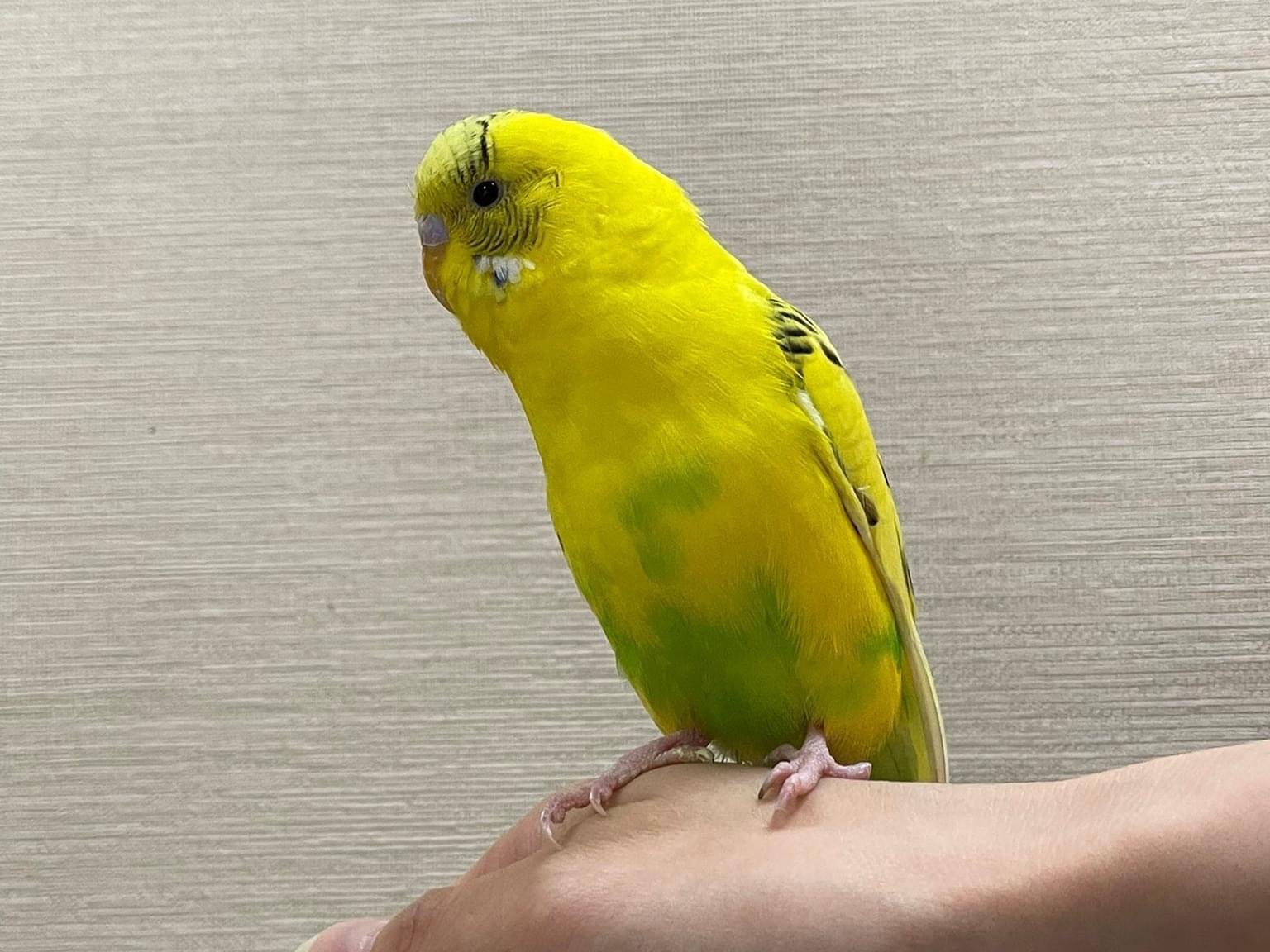 保護された鳥 保護された鳥