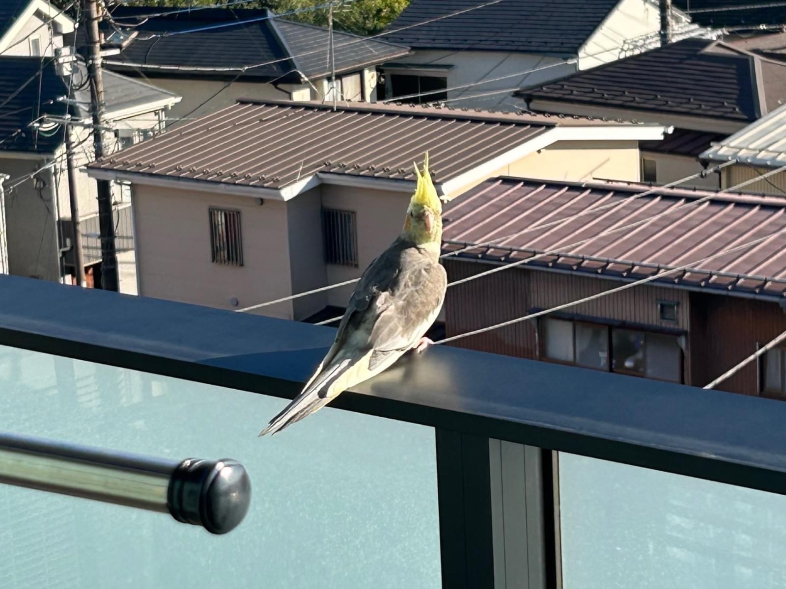 目撃された鳥 目撃された鳥