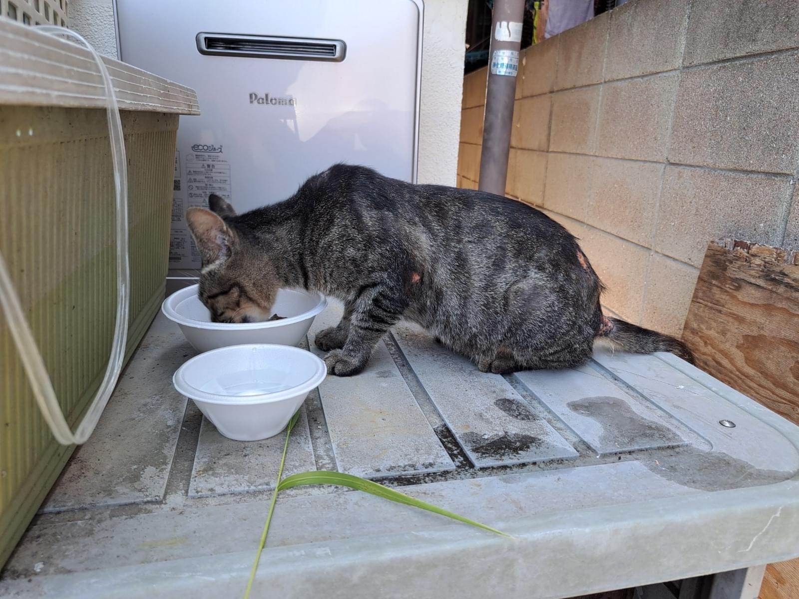 保護された猫 保護された猫