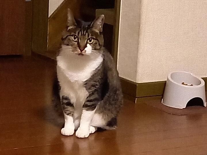 はなちゃん はなちゃん