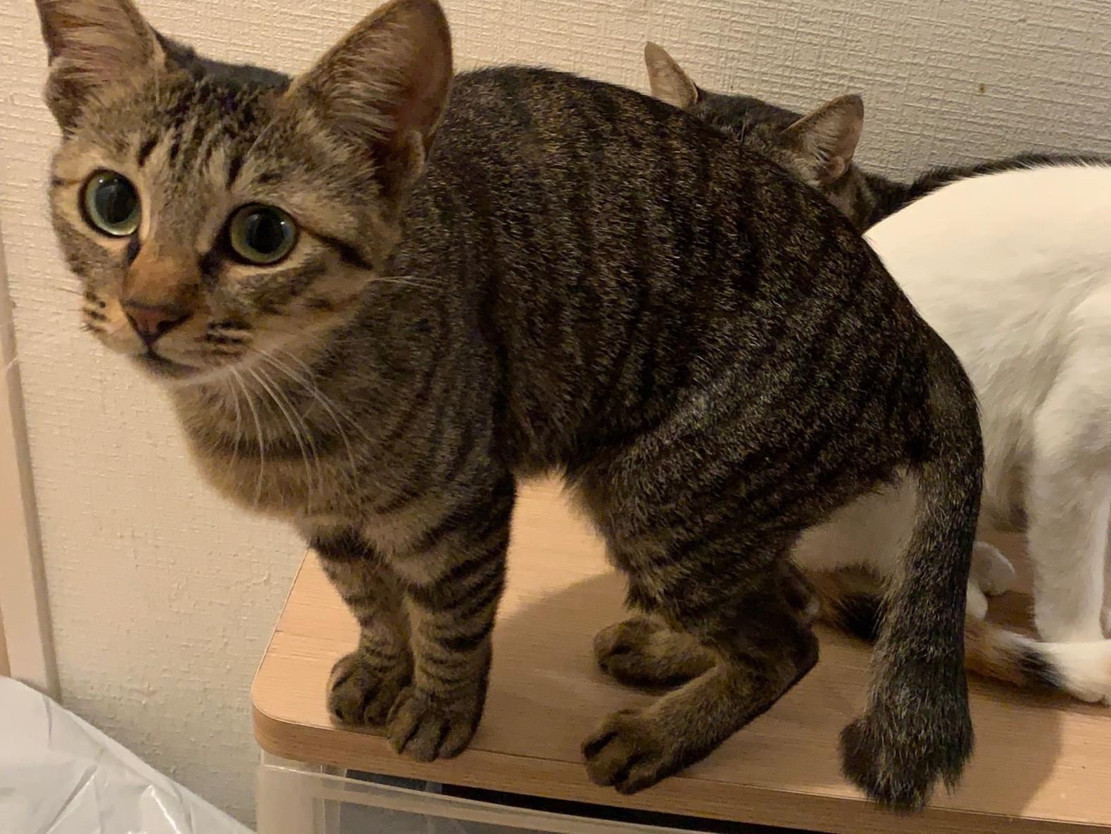 ぽんちゃん ぽんちゃん
