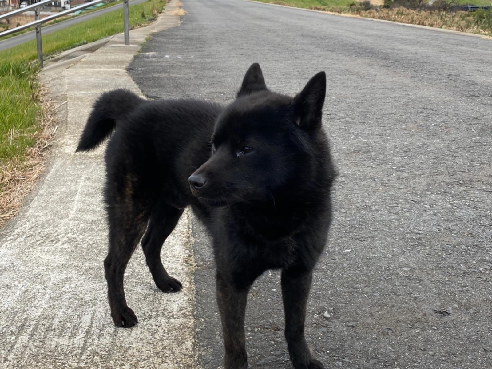 目撃された犬 目撃された犬