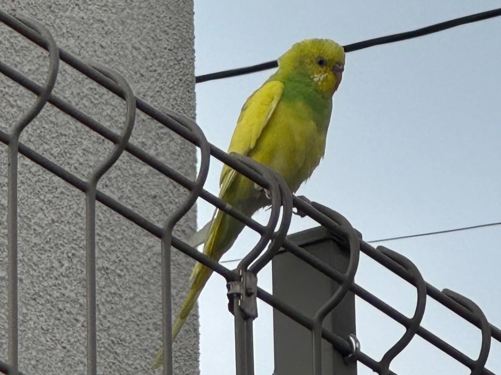保護された鳥 保護された鳥