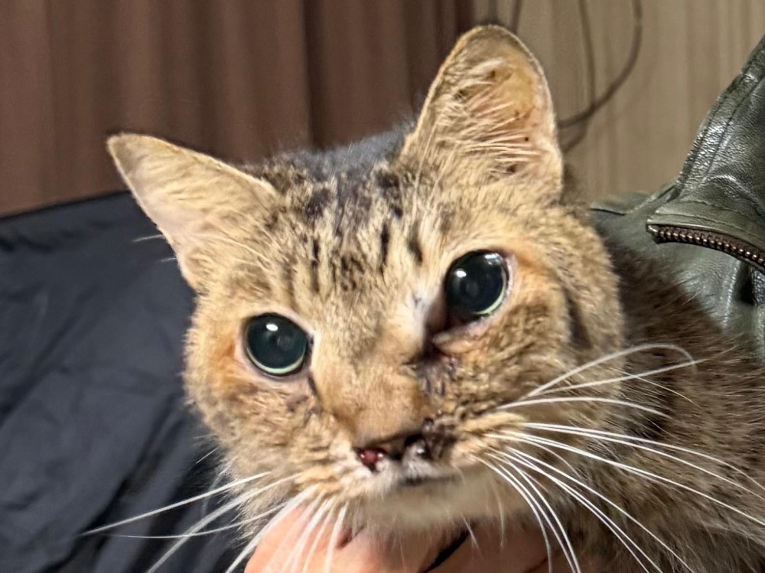 きいちゃん