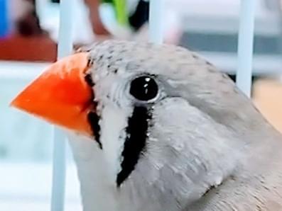 きよらちゃん きよらちゃん