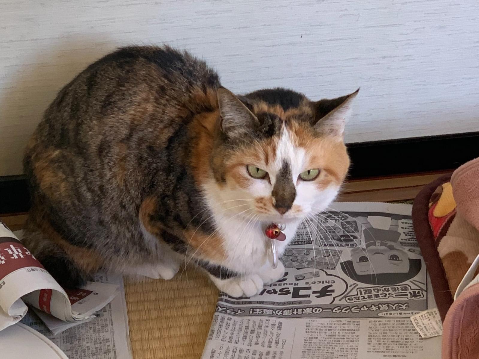 ミケちゃん ミケちゃん