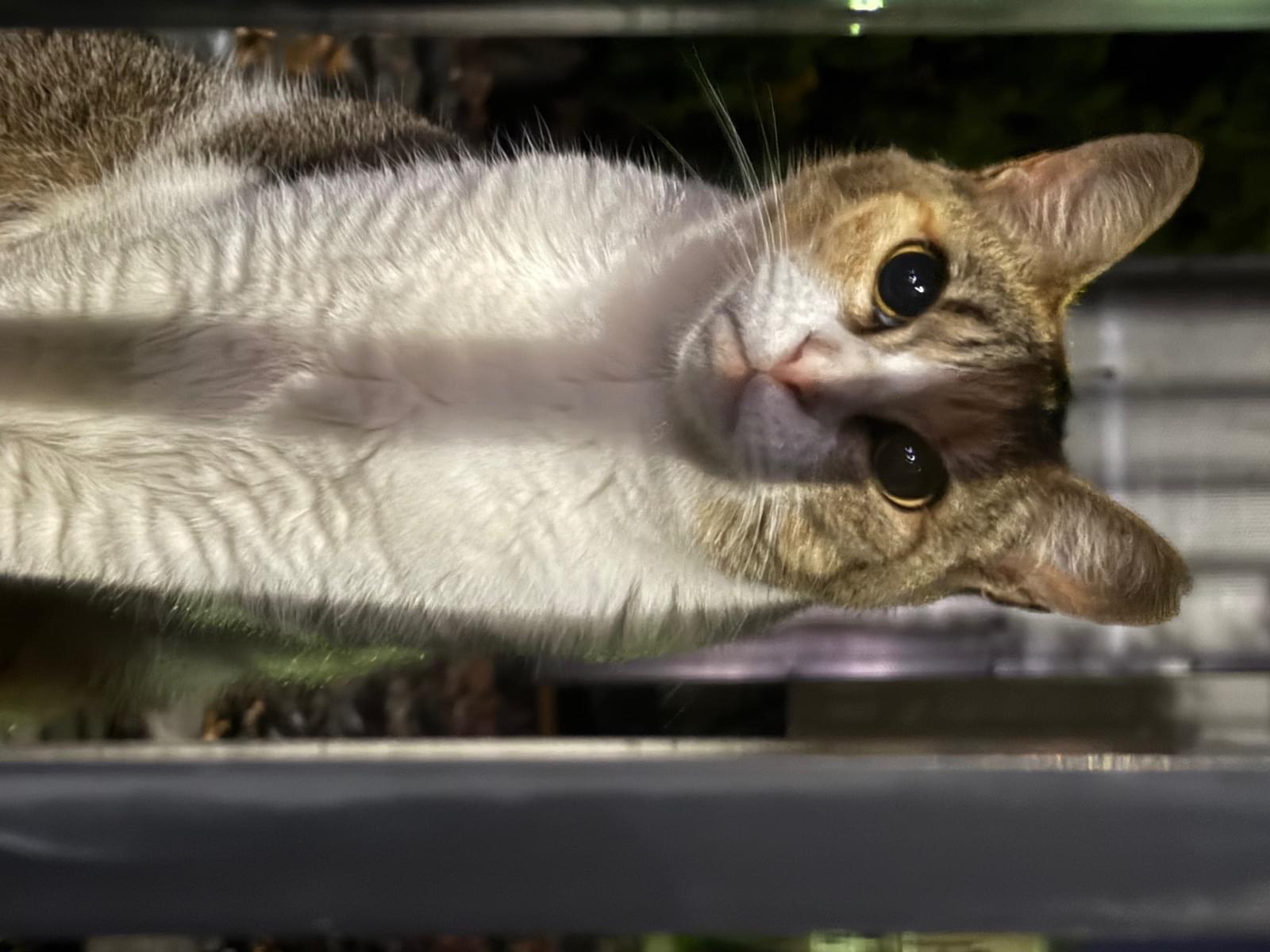 目撃された猫 目撃された猫