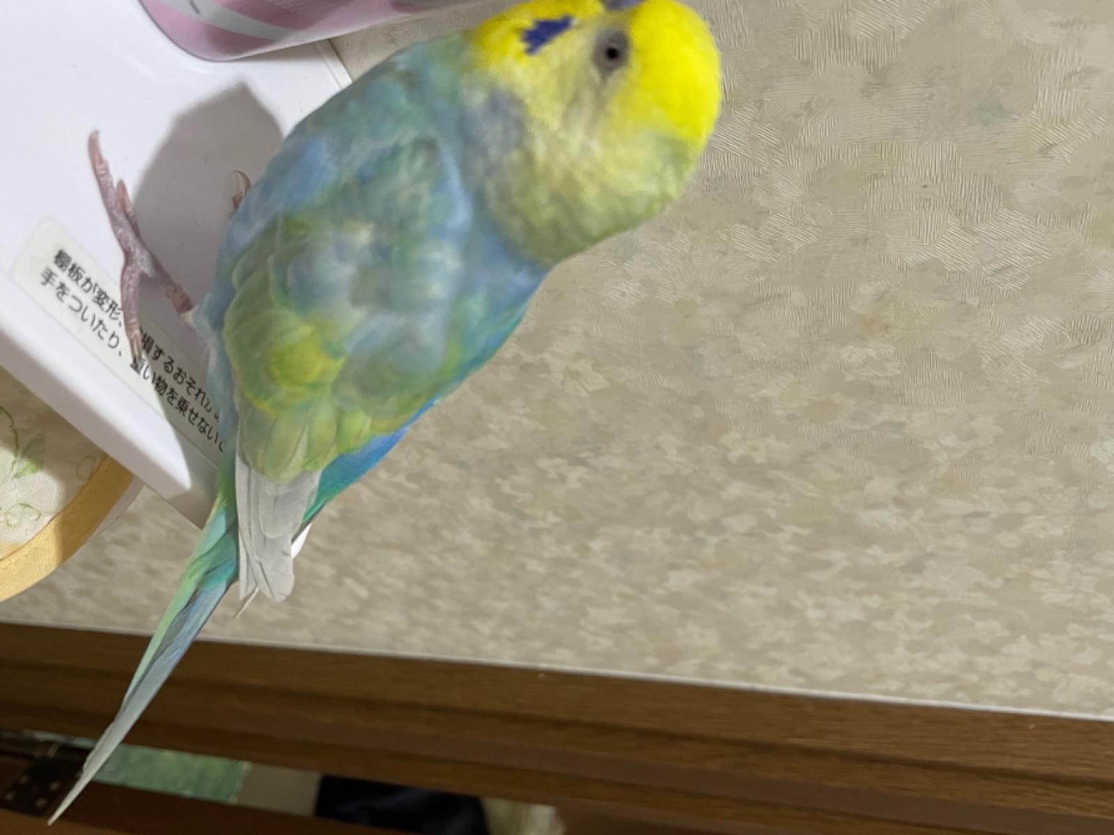 ぴよちゃん ぴよちゃん