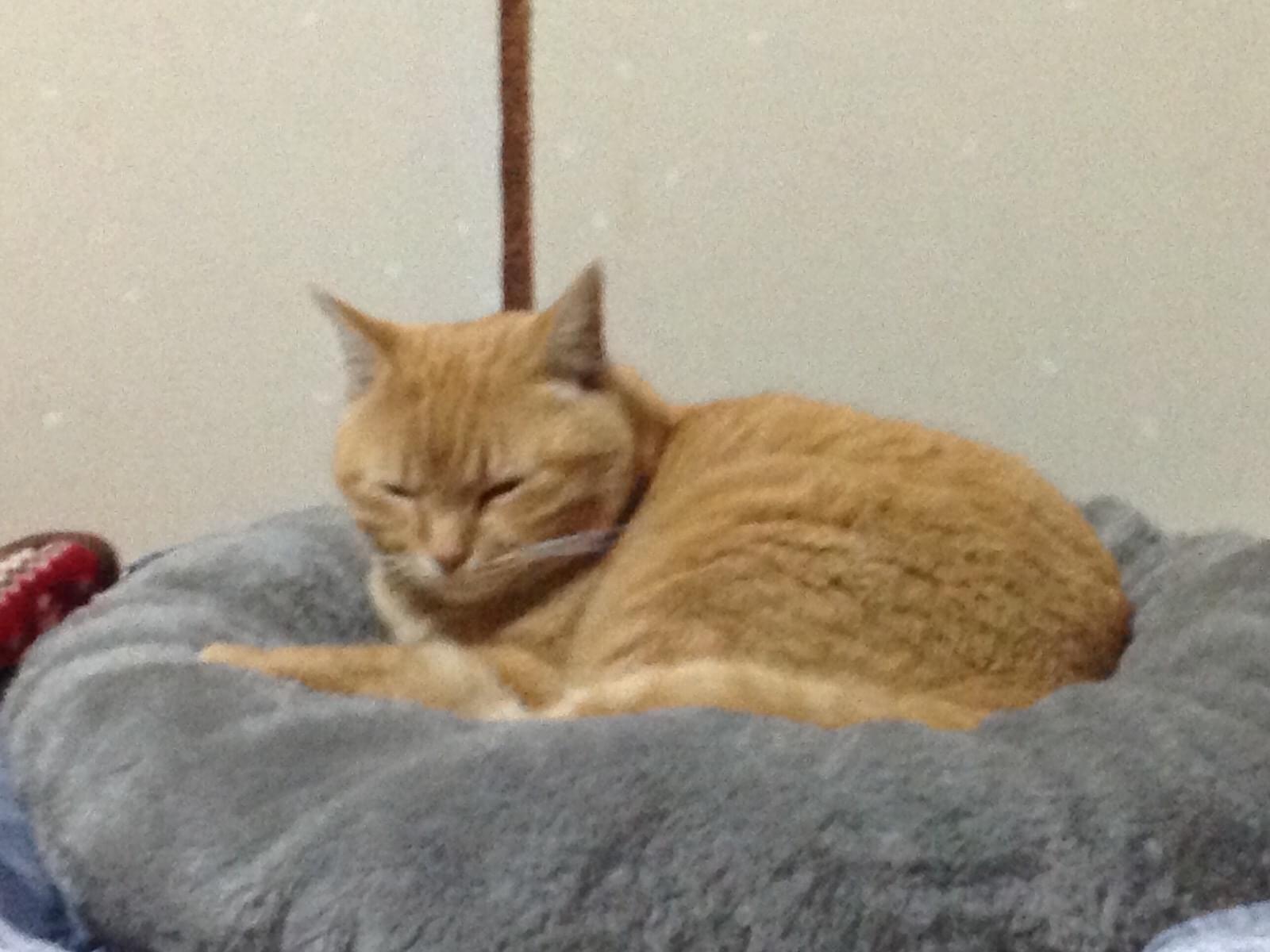 ミーちゃん ミーちゃん
