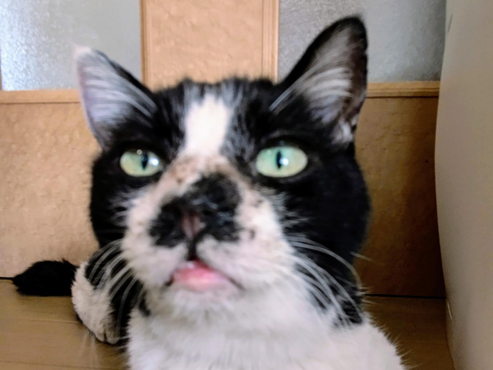 保護された猫 保護された猫