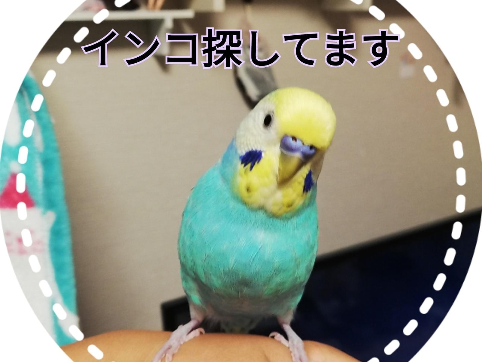 ラムネちゃん ラムネちゃん