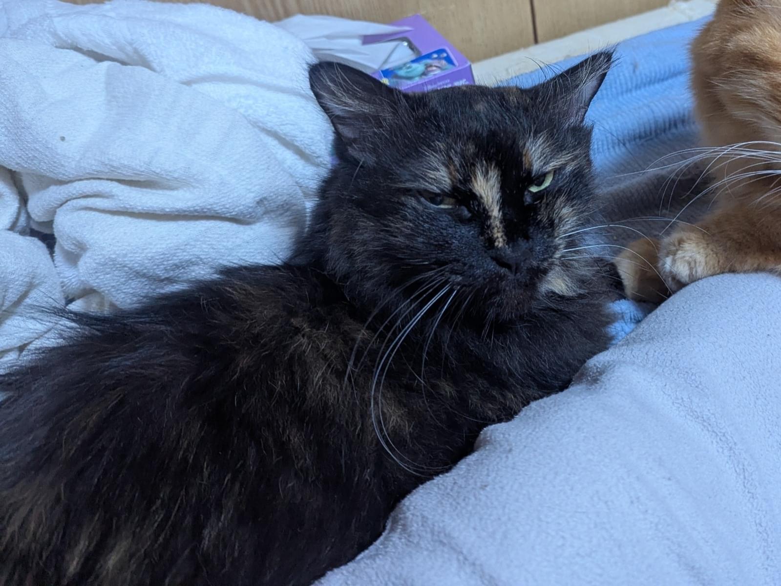 りんちゃん りんちゃん