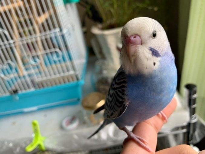 保護された鳥 保護された鳥