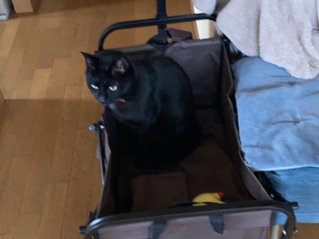 あずきちゃん あずきちゃん