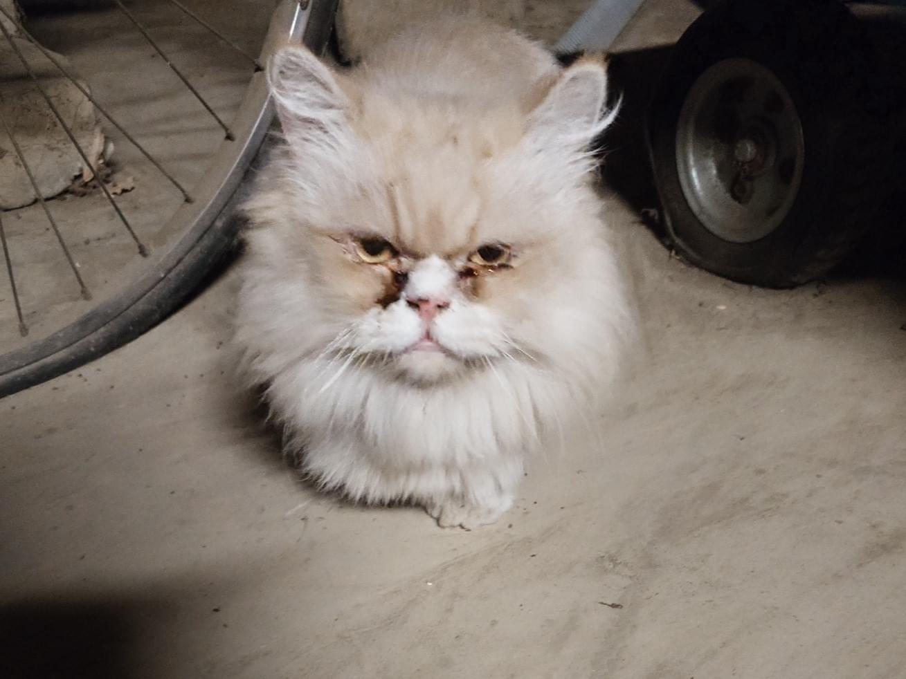 保護された猫 保護された猫